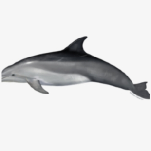 Dolphins clipart bottlenose dolphin. Common drawing cetacea clip