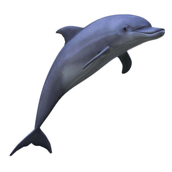 Dolphins clipart cute baby dolphin. Bottlenose flipper free collection
