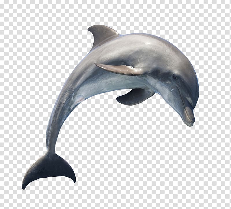 dolphins clipart gray dolphin