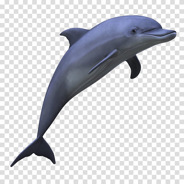 Transparent background png . Dolphins clipart grey dolphin