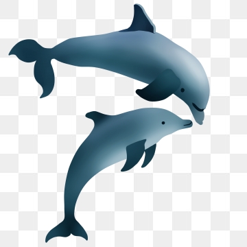 dolphins clipart heart png