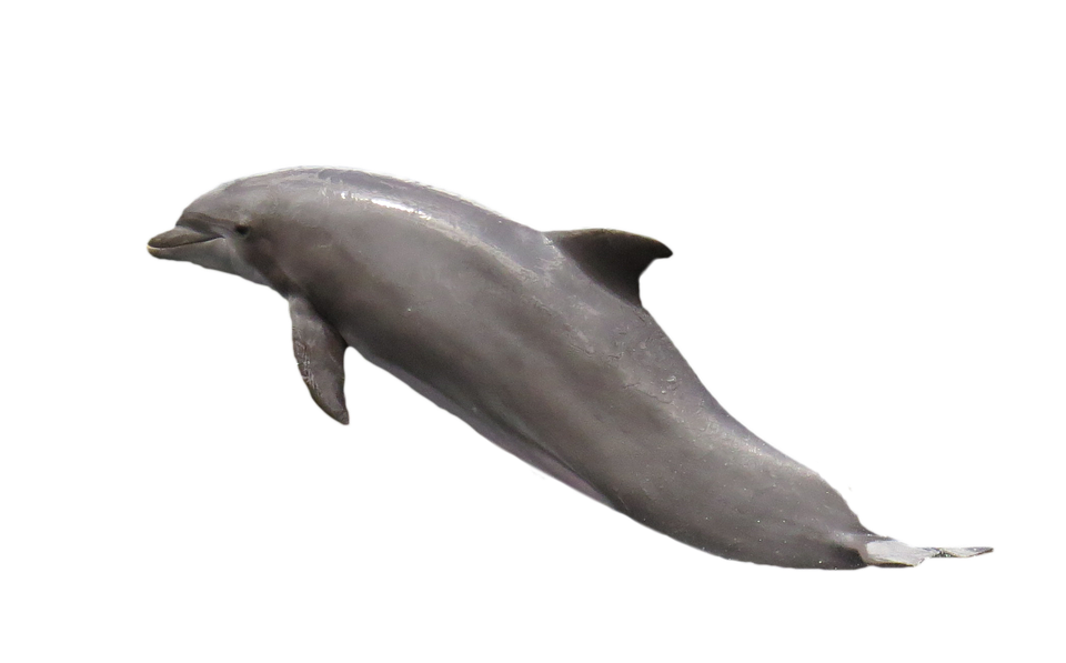 Free photo meeresbewohner png. Dolphins clipart maui dolphin