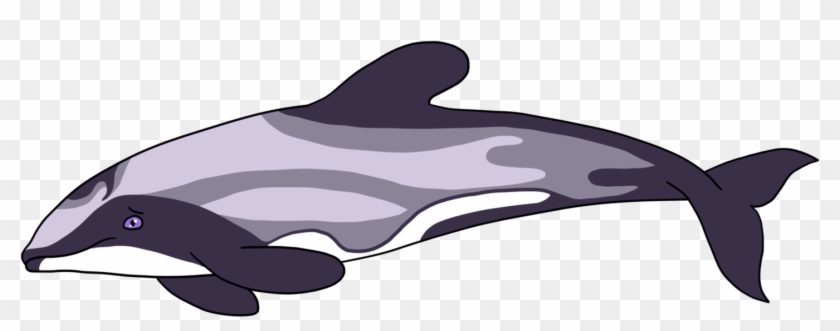 Hector s by potoo. Dolphins clipart maui dolphin