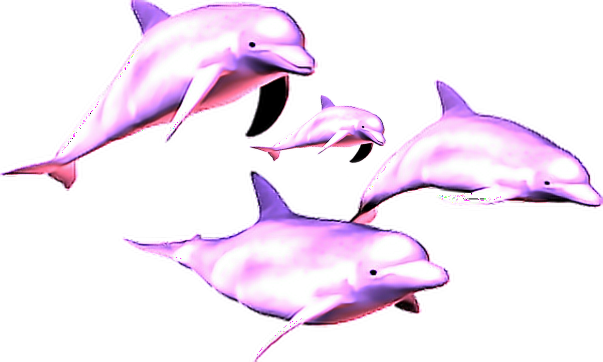 Dolphins ocean dolphin