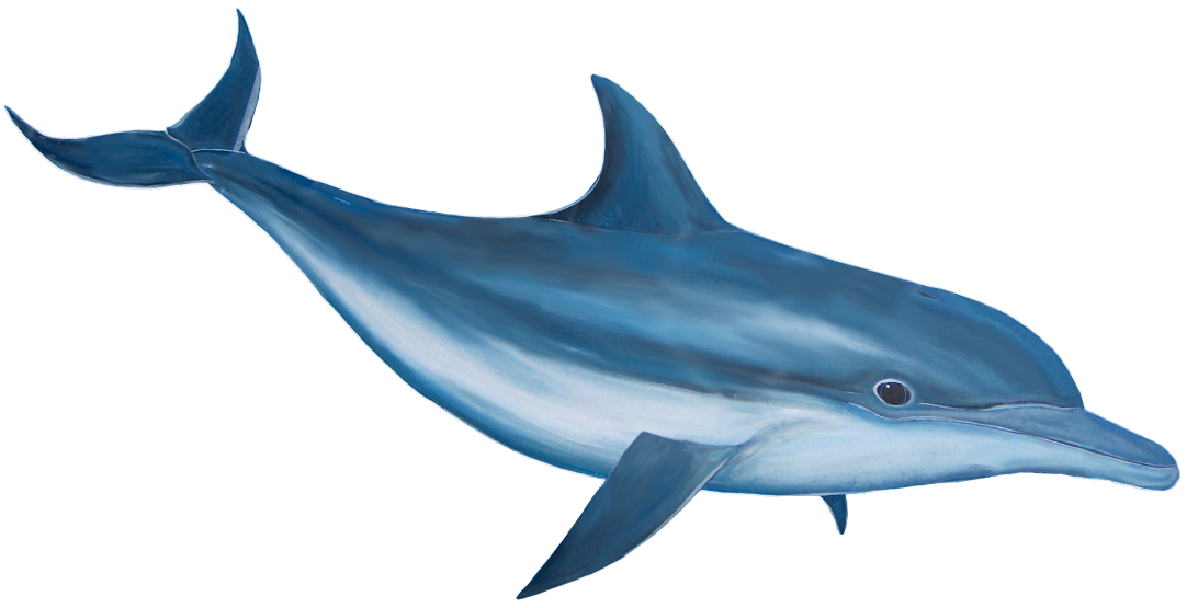 dolphins clipart printable