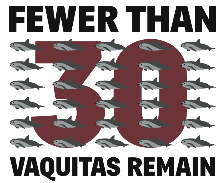 Dolphins clipart vaquita. Boycott mexican shrimp save