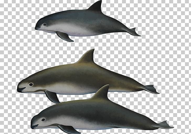 Harbour porpoise toothed whale. Dolphins clipart vaquita