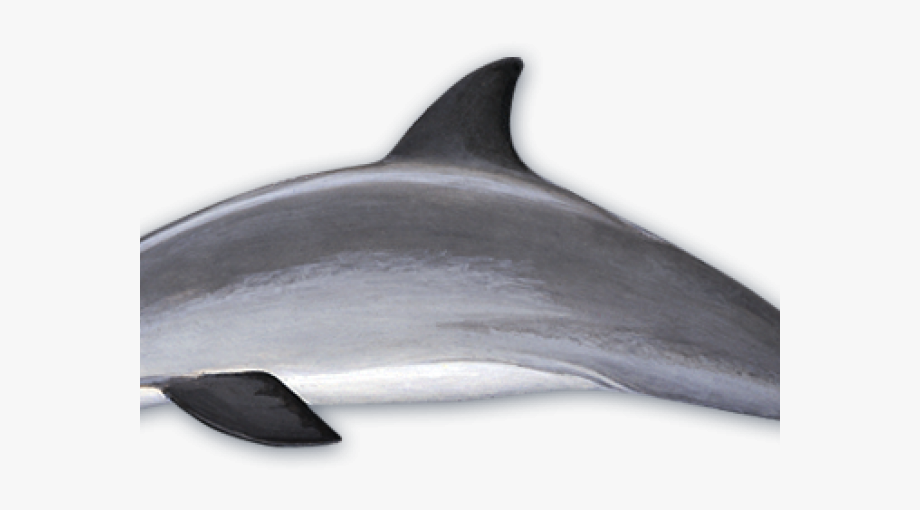 Dolphins clipart vaquita. Cartilaginous fish free 