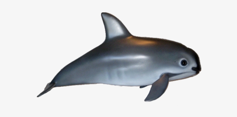 dolphins clipart vaquita
