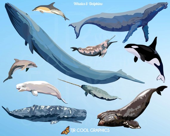 Dolphins clipart whale dolphin. Clip art whales digital
