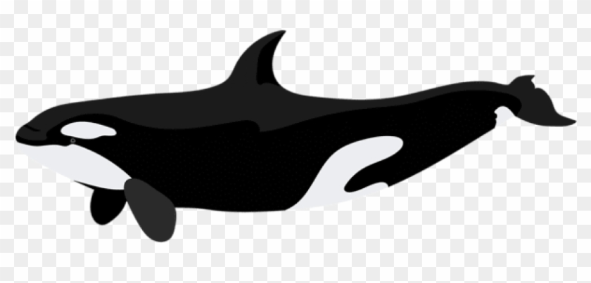 Marine mammal fin killer. Dolphins clipart whale dolphin