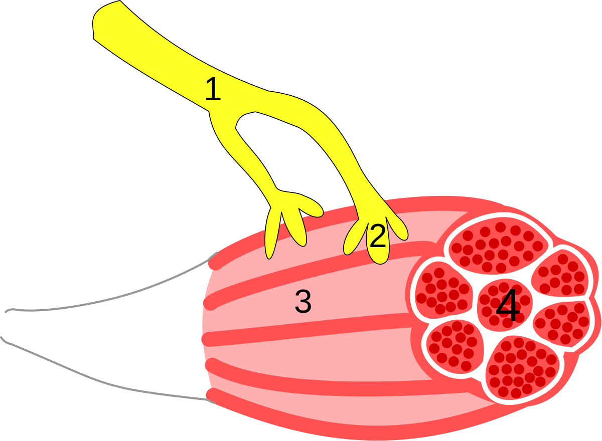 muscle clipart epithelial tissue