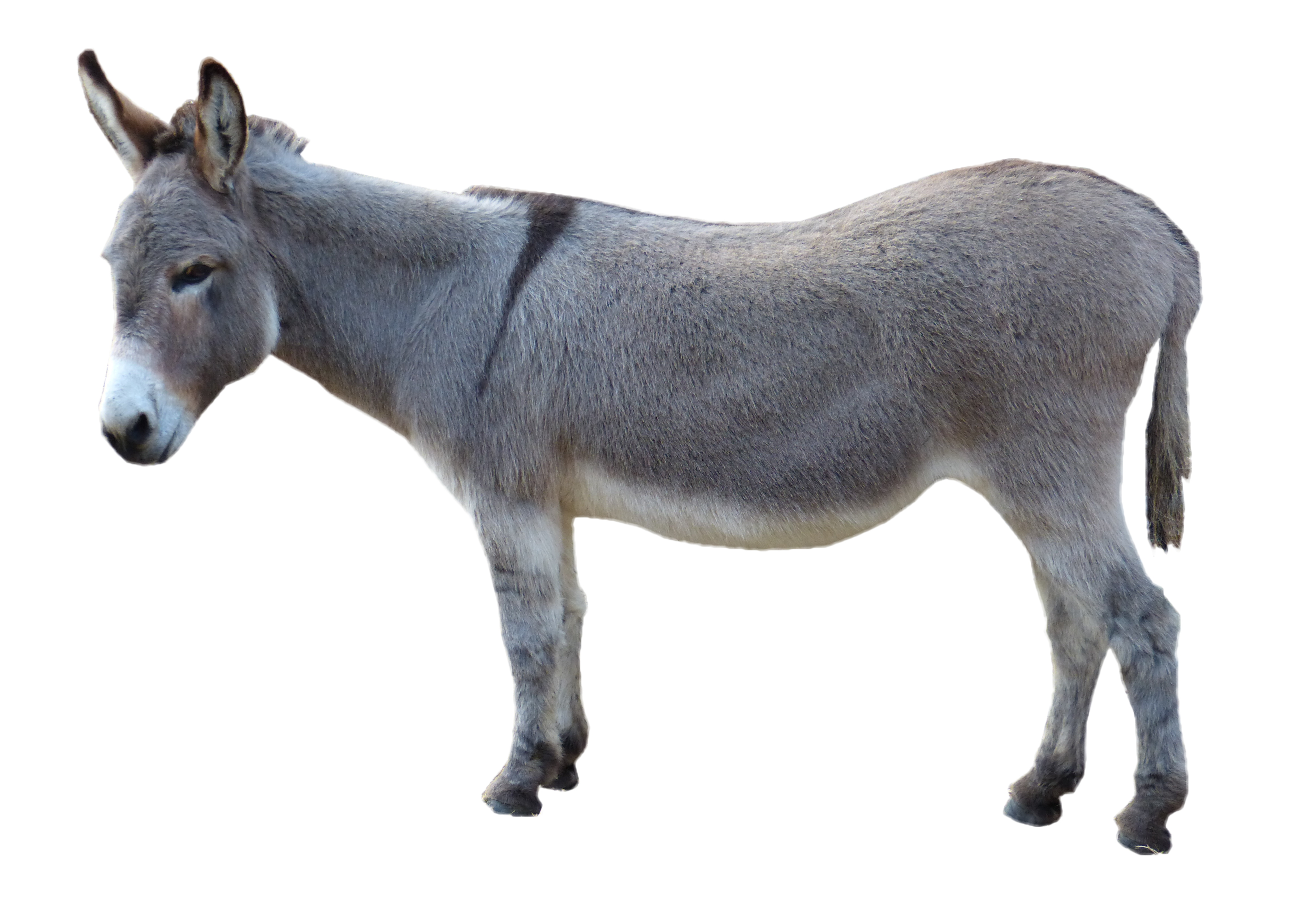 mule clipart grey donkey