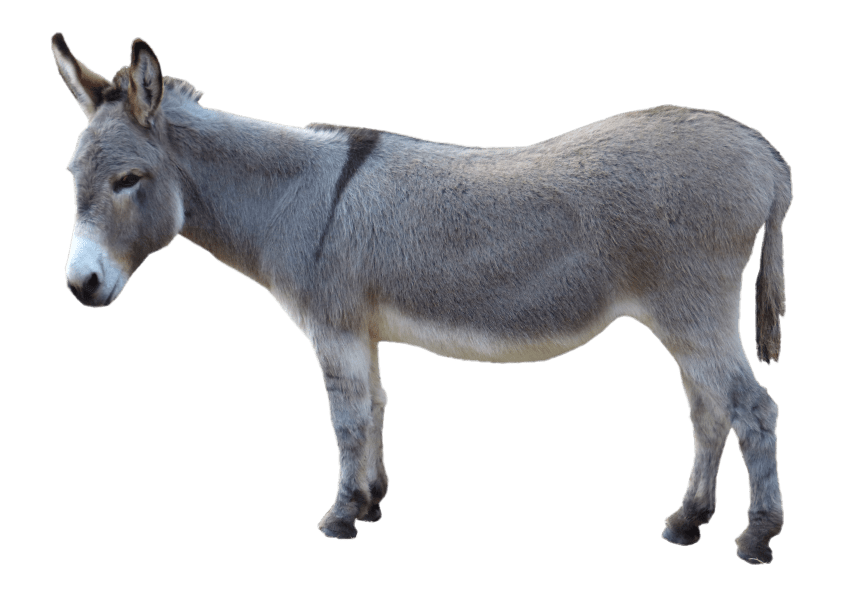 fiesta clipart donkey