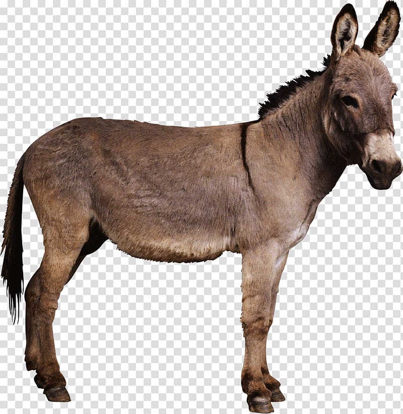 donkey clipart cardboard
