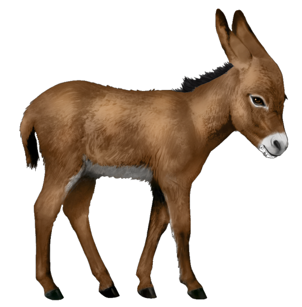 donkey clipart domesticated