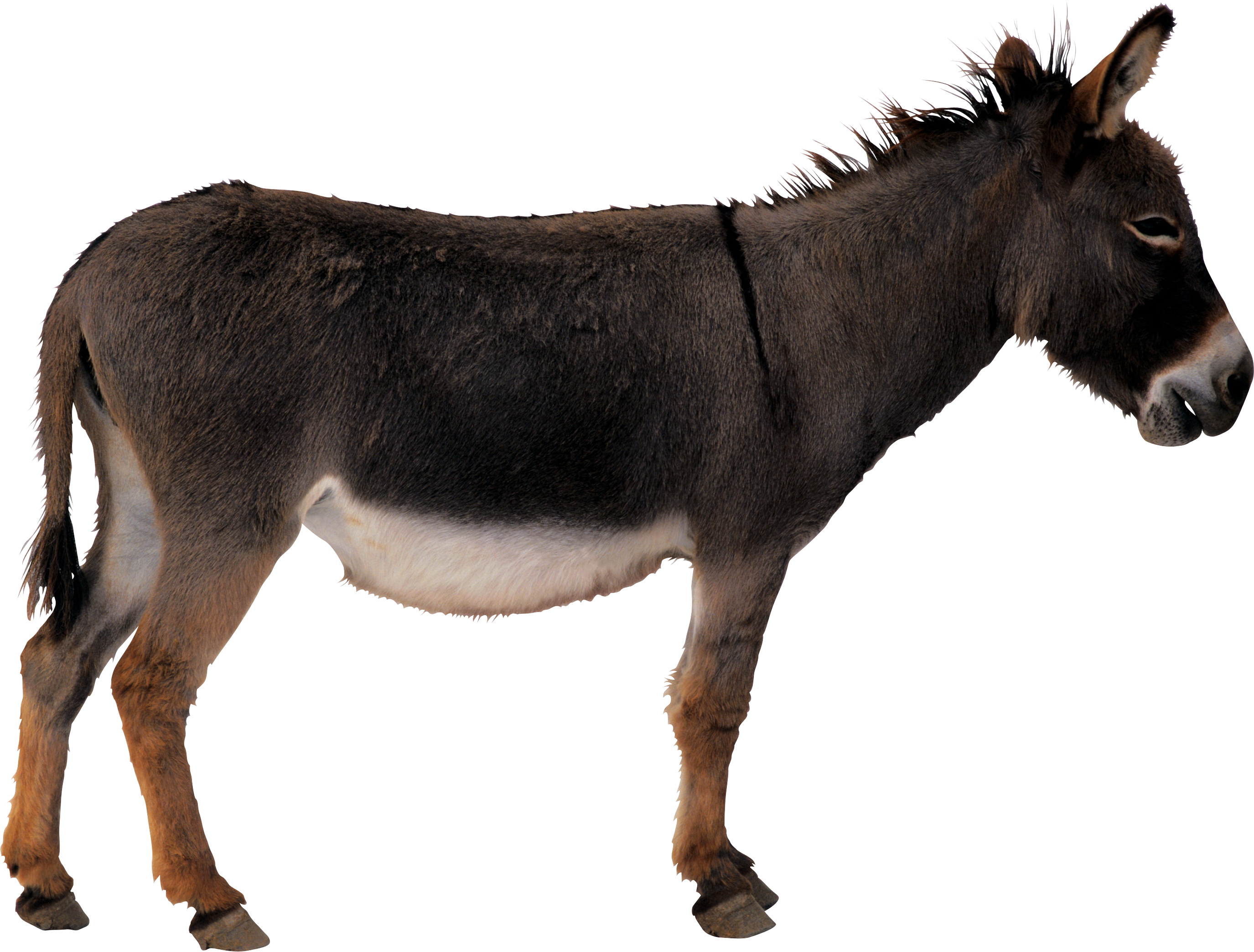 donkey clipart domesticated
