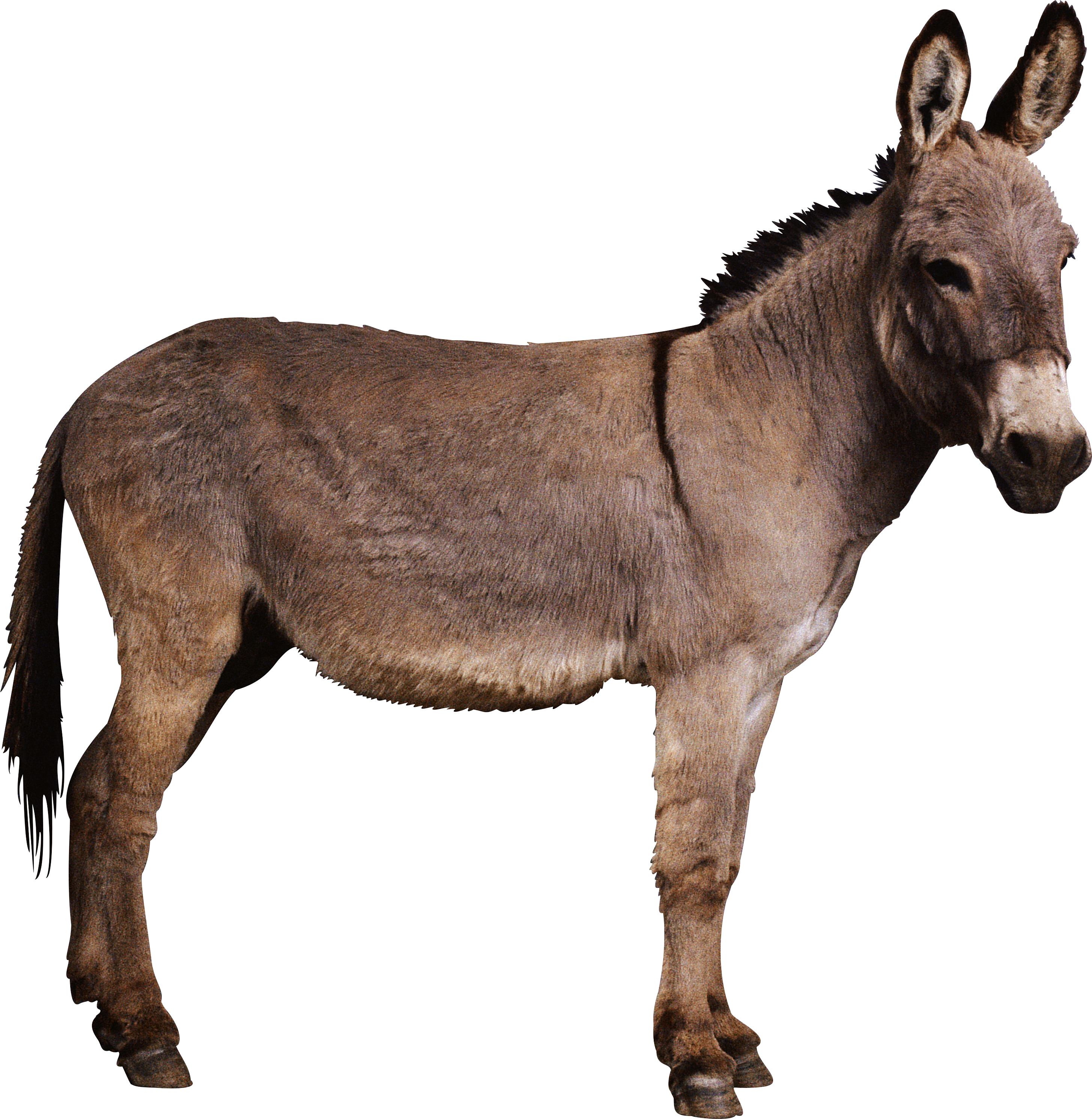 mule clipart domesticated
