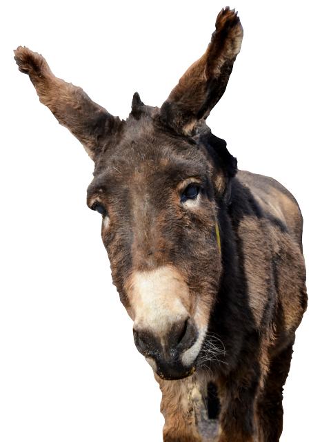 Png picture web icons. Donkey clipart donkey head