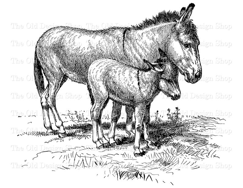 donkey clipart foal