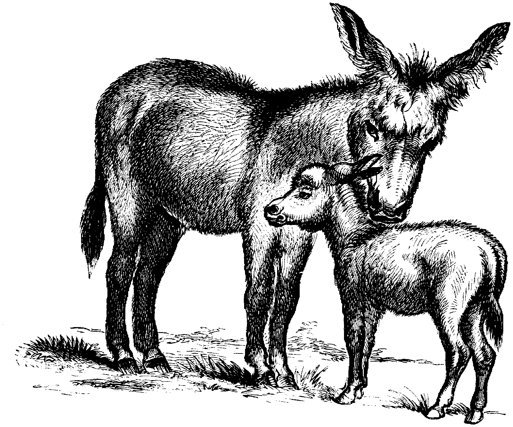 donkey clipart foal