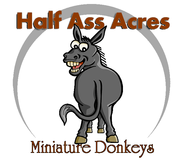 donkey clipart miniature donkey