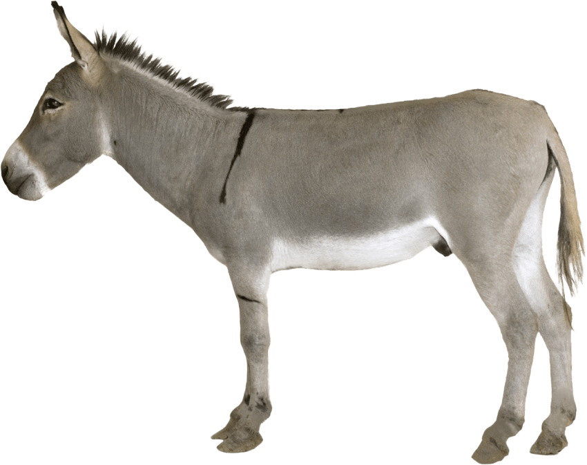 donkey clipart side view