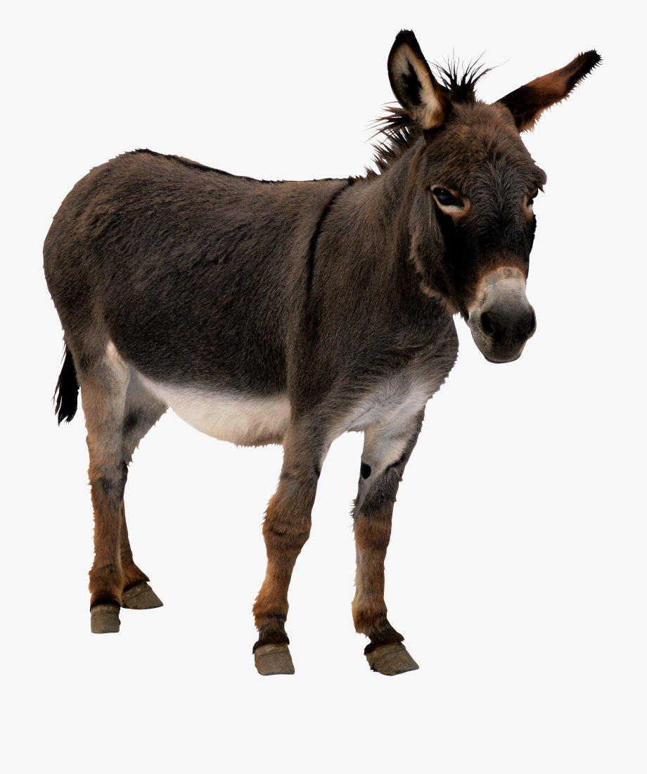 donkey clipart transparent background