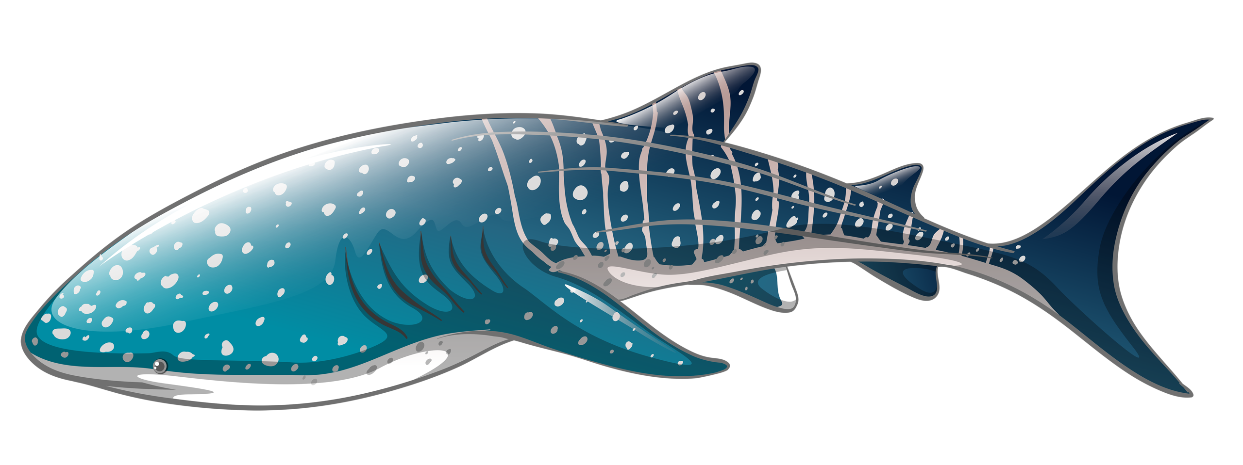 nemo clipart whale shark