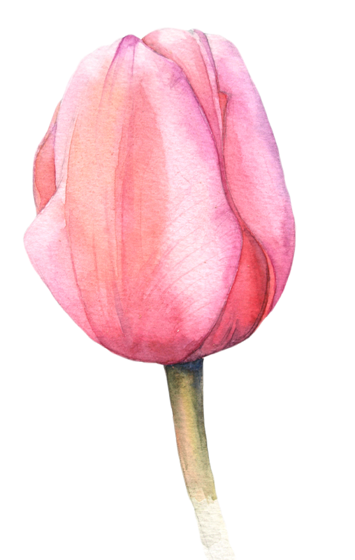 Tulips art pi more. Peony clipart loose watercolor