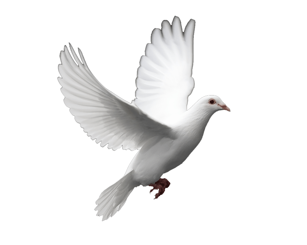 Dove clipart bible. Doves and album by