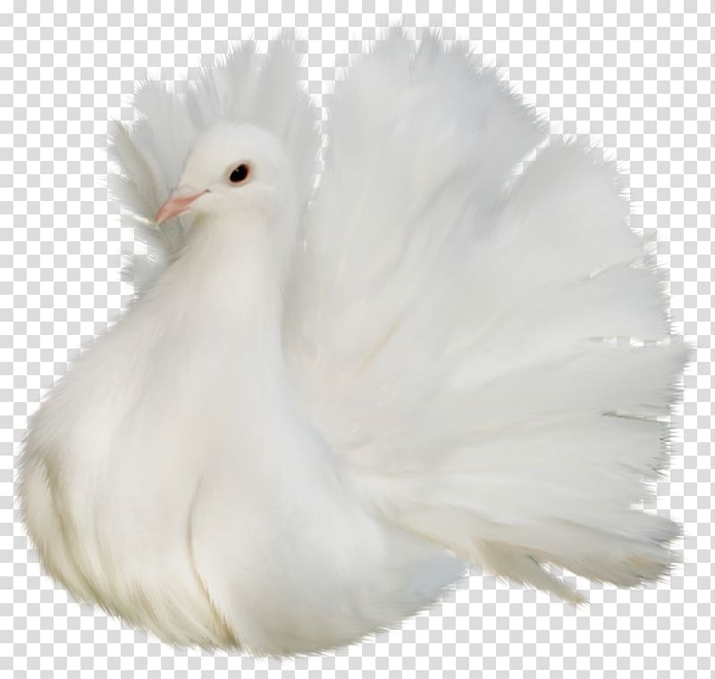 doves clipart fancy