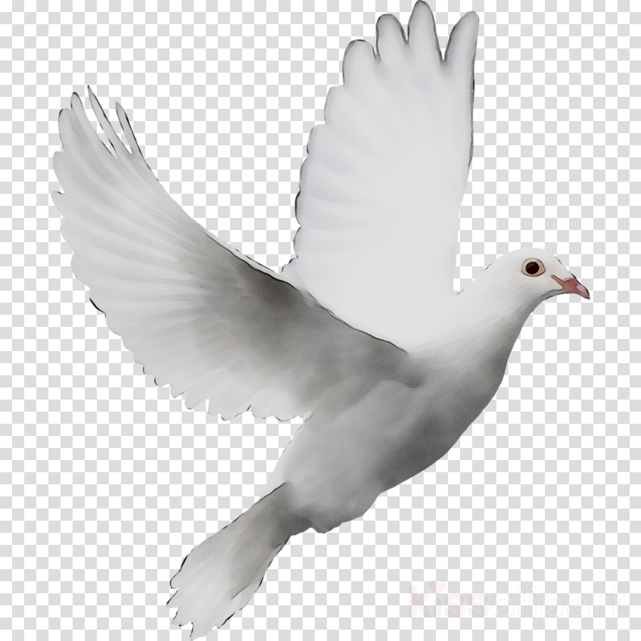 White Dove Png Transparent Image Png Arts - vrogue.co