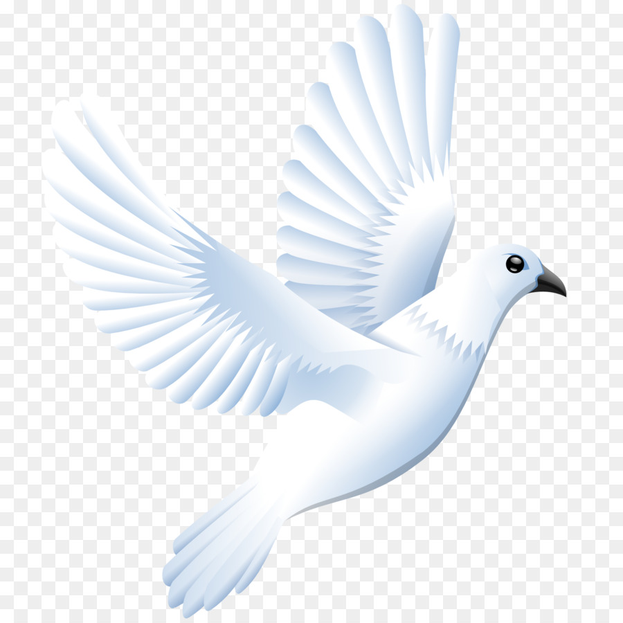 dove clipart feather