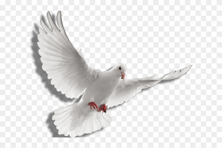 doves clipart fire