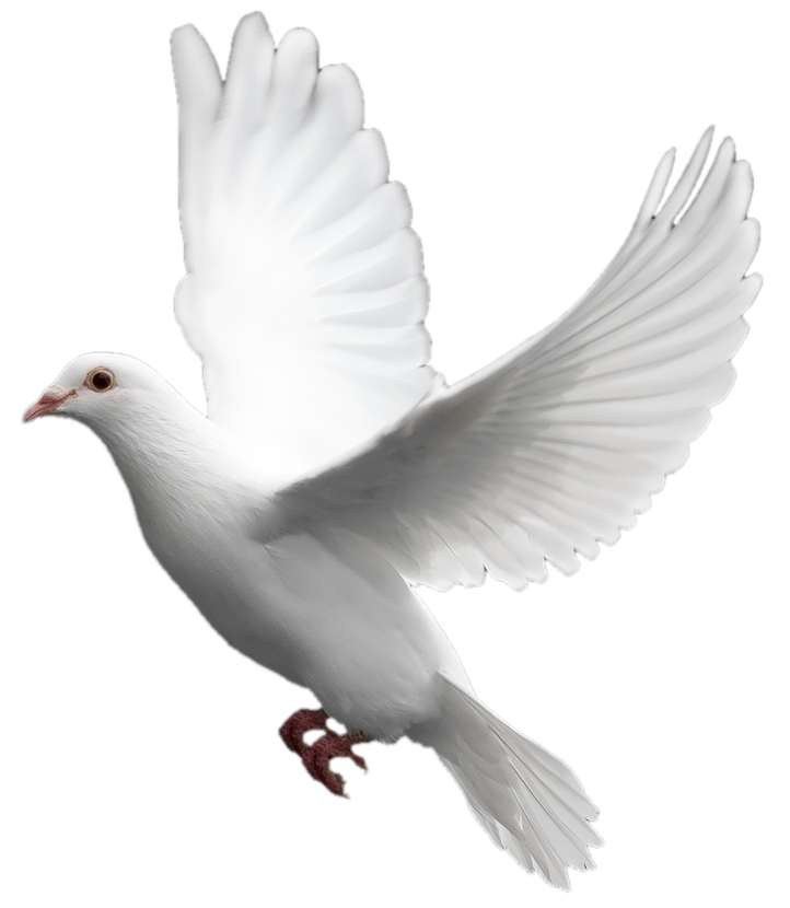 White dove six isolated. Pigeon clipart bird flew