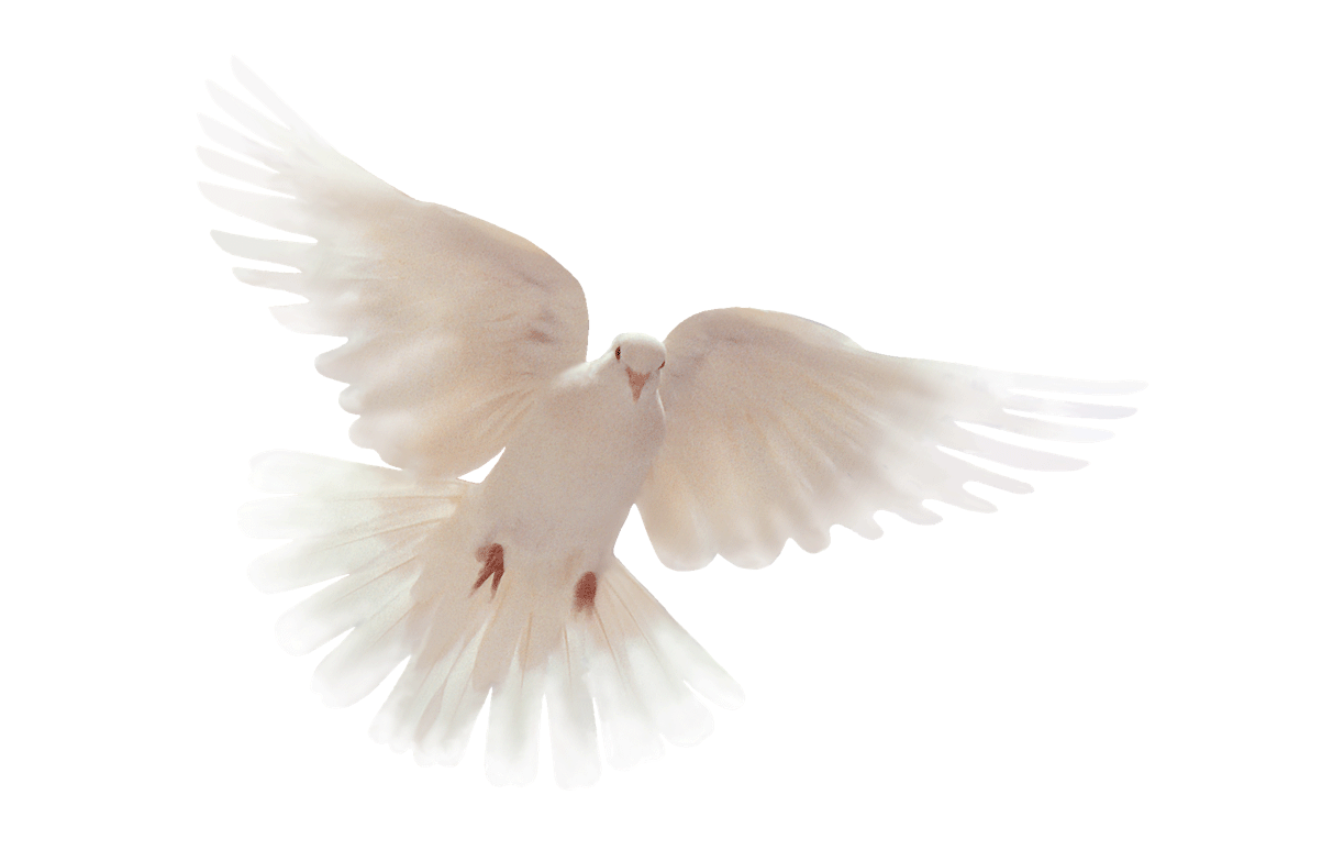 Dove front