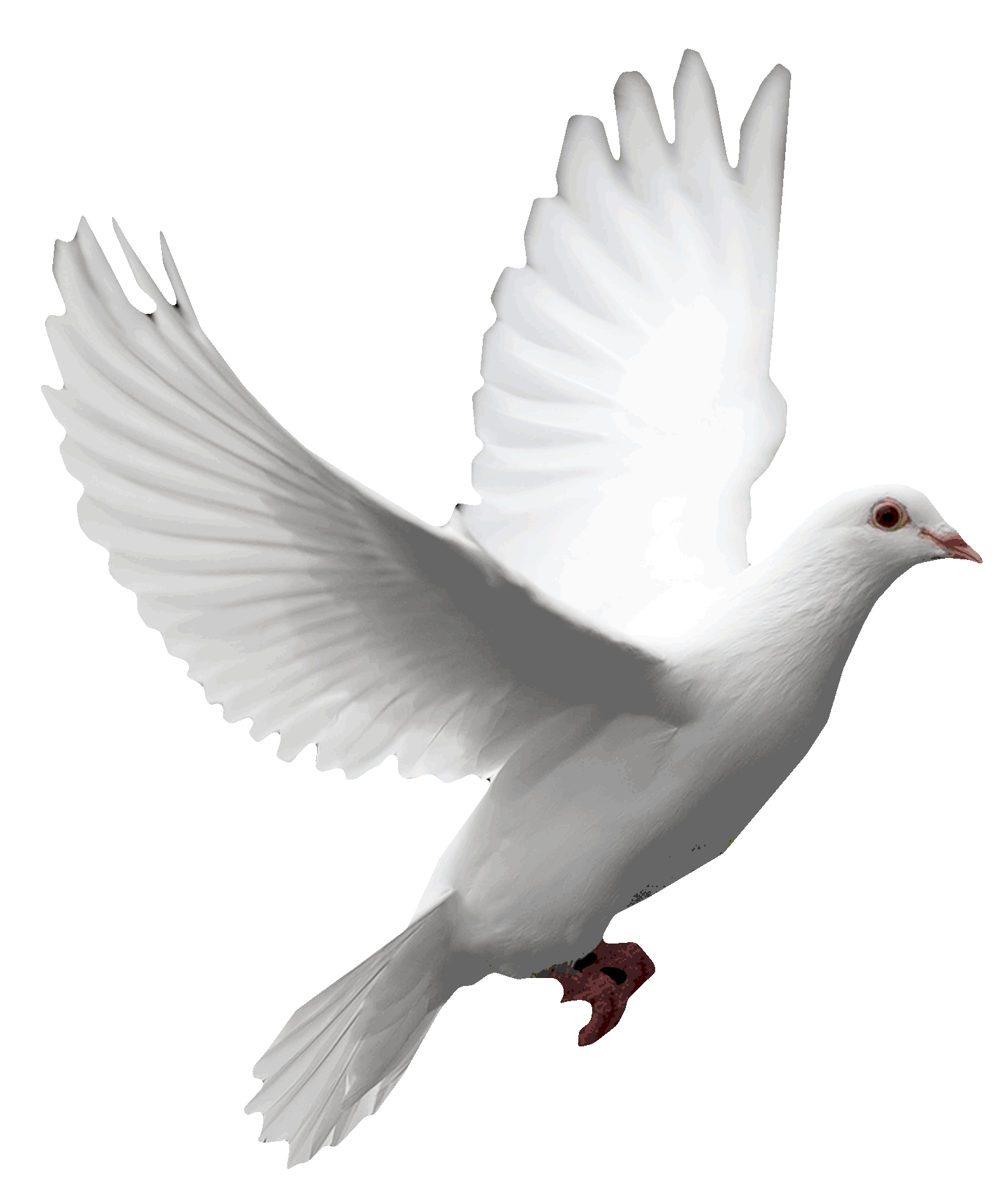 Pigeon clipart funeral dove. Hands of light healing
