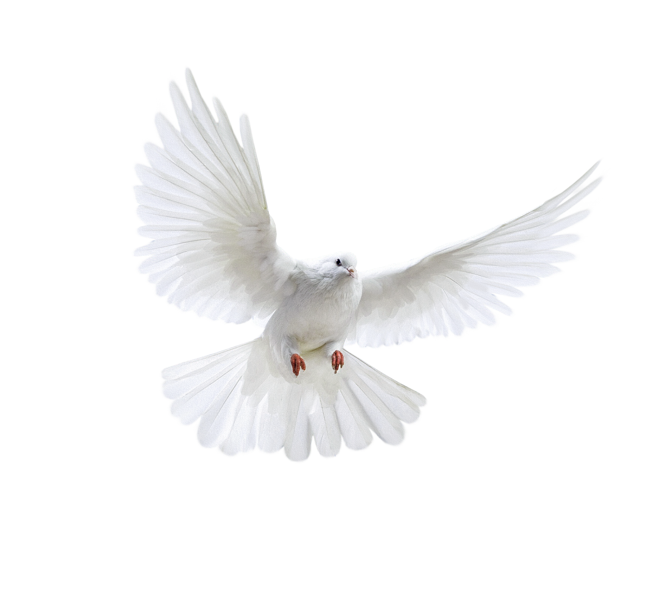 Isolated photos of dove. Pigeon clipart baptism