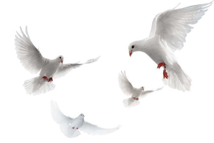 Doves clipart merpati. Popular and trending stickers