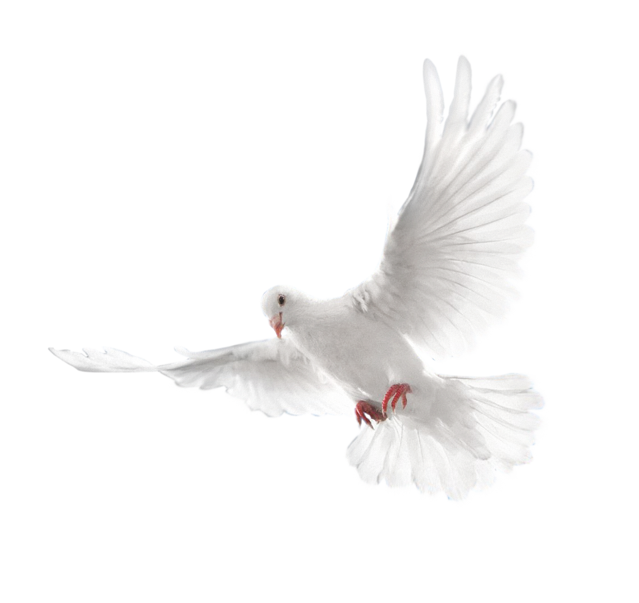 Doves clipart merpati. White dove two isolated