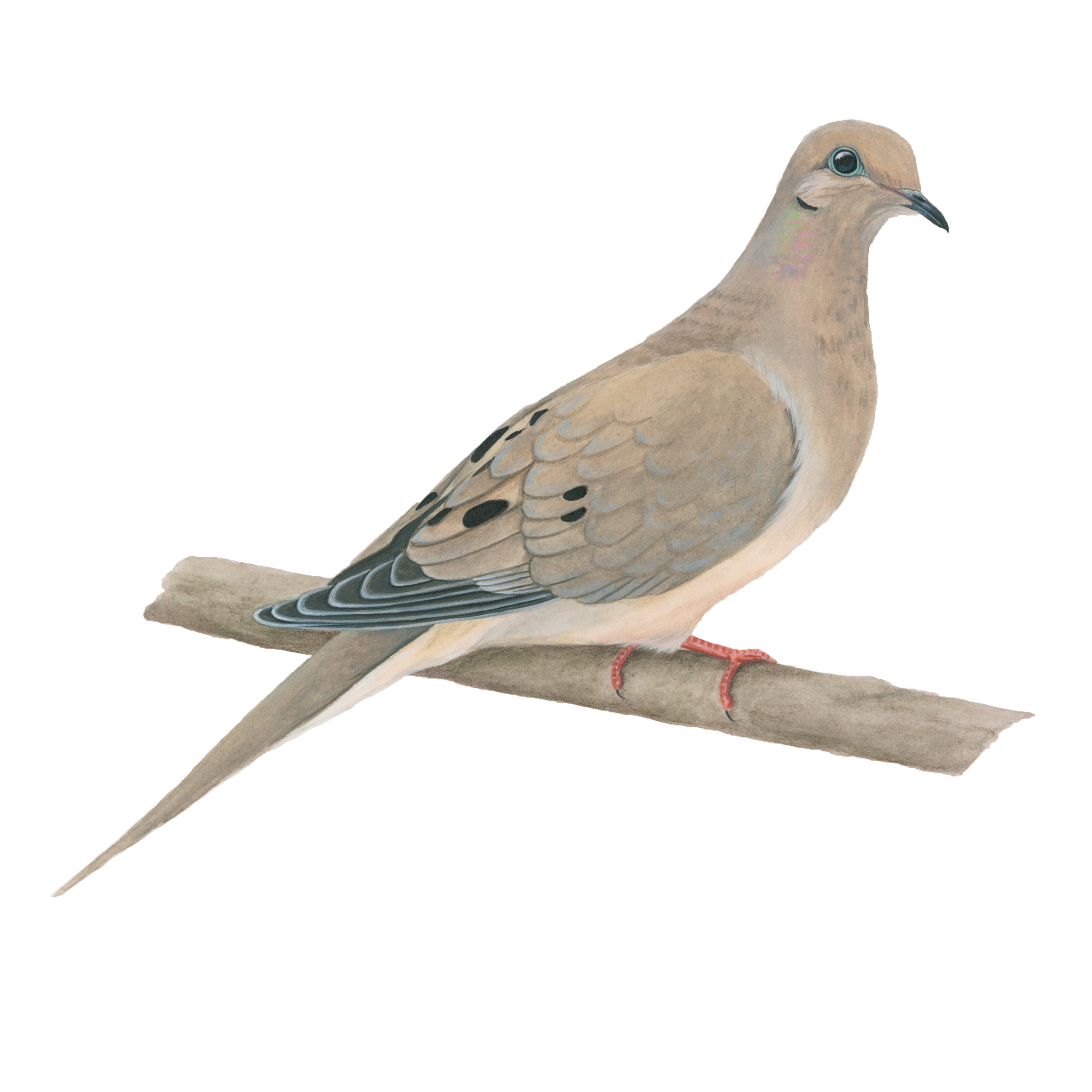 dove clipart mourning dove
