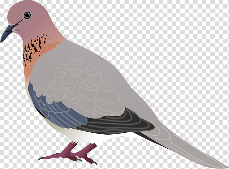doves clipart mourning dove