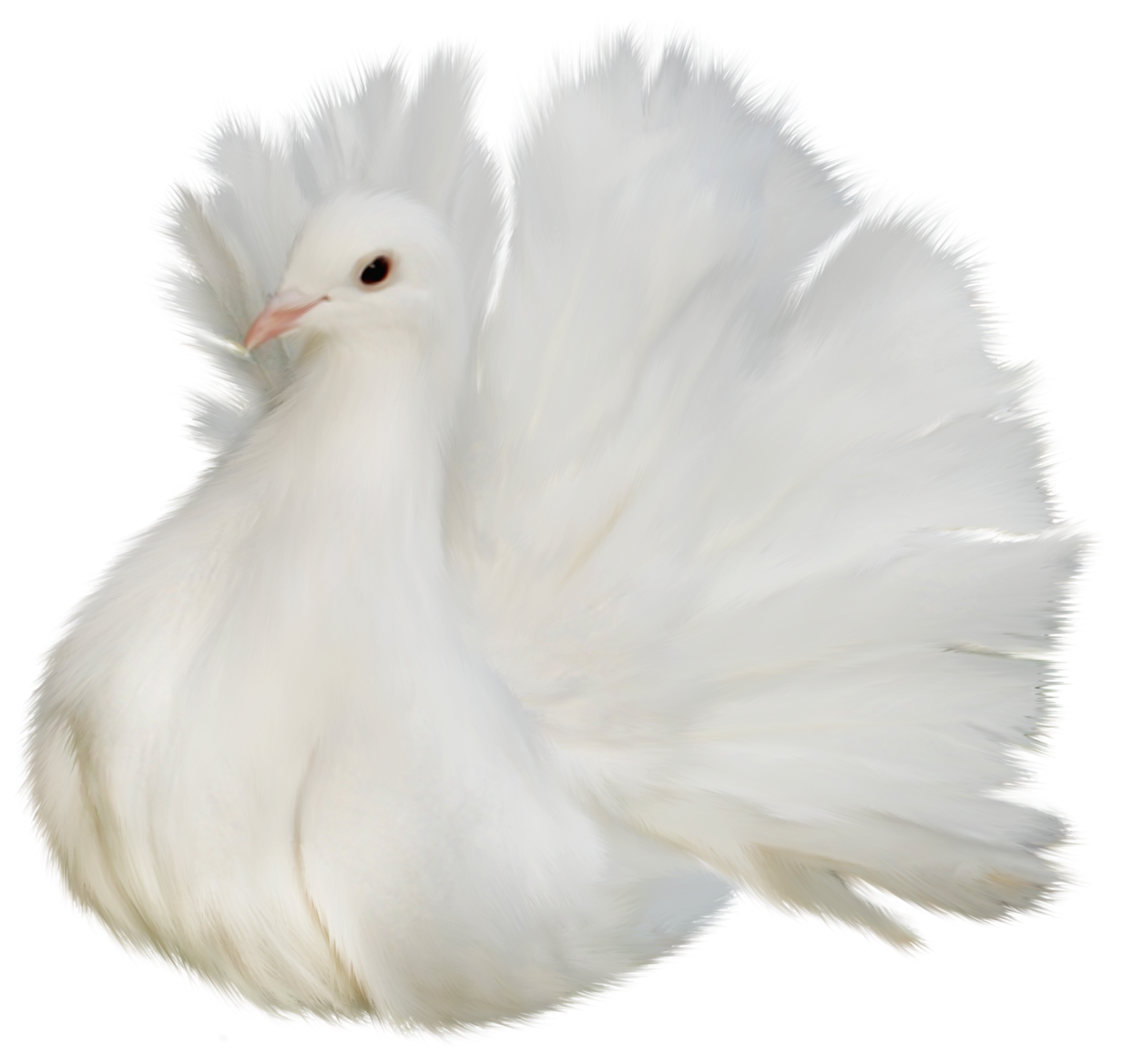 White beautiful delicate dove. Pigeon clipart purity