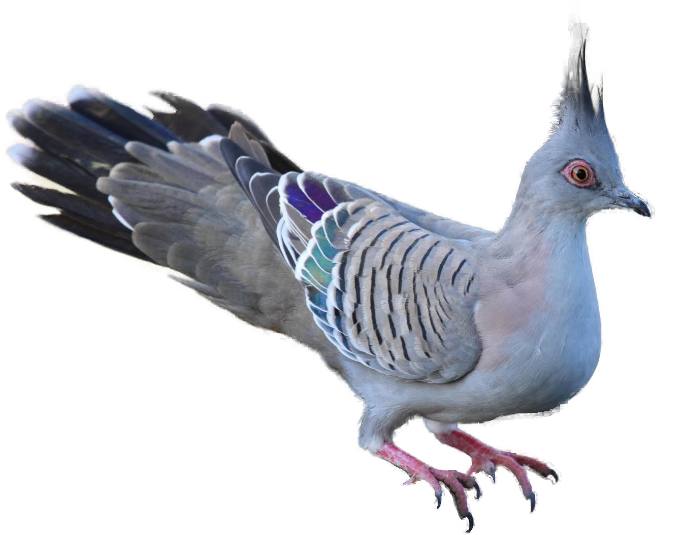 Doves clipart realistic, Doves realistic Transparent FREE for download