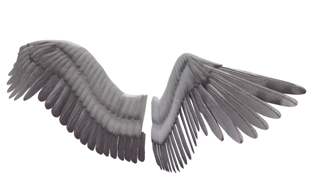 Wings png images free. Wing clipart pair wing