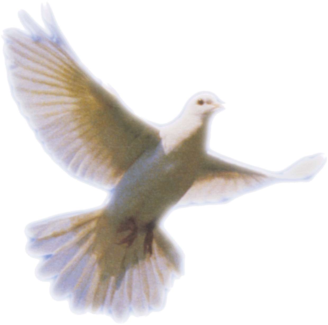 Pigeon clipart holy spirit. Dove transparent png pictures