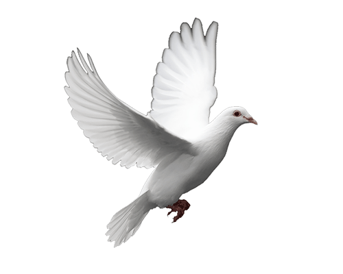 doves clipart animated