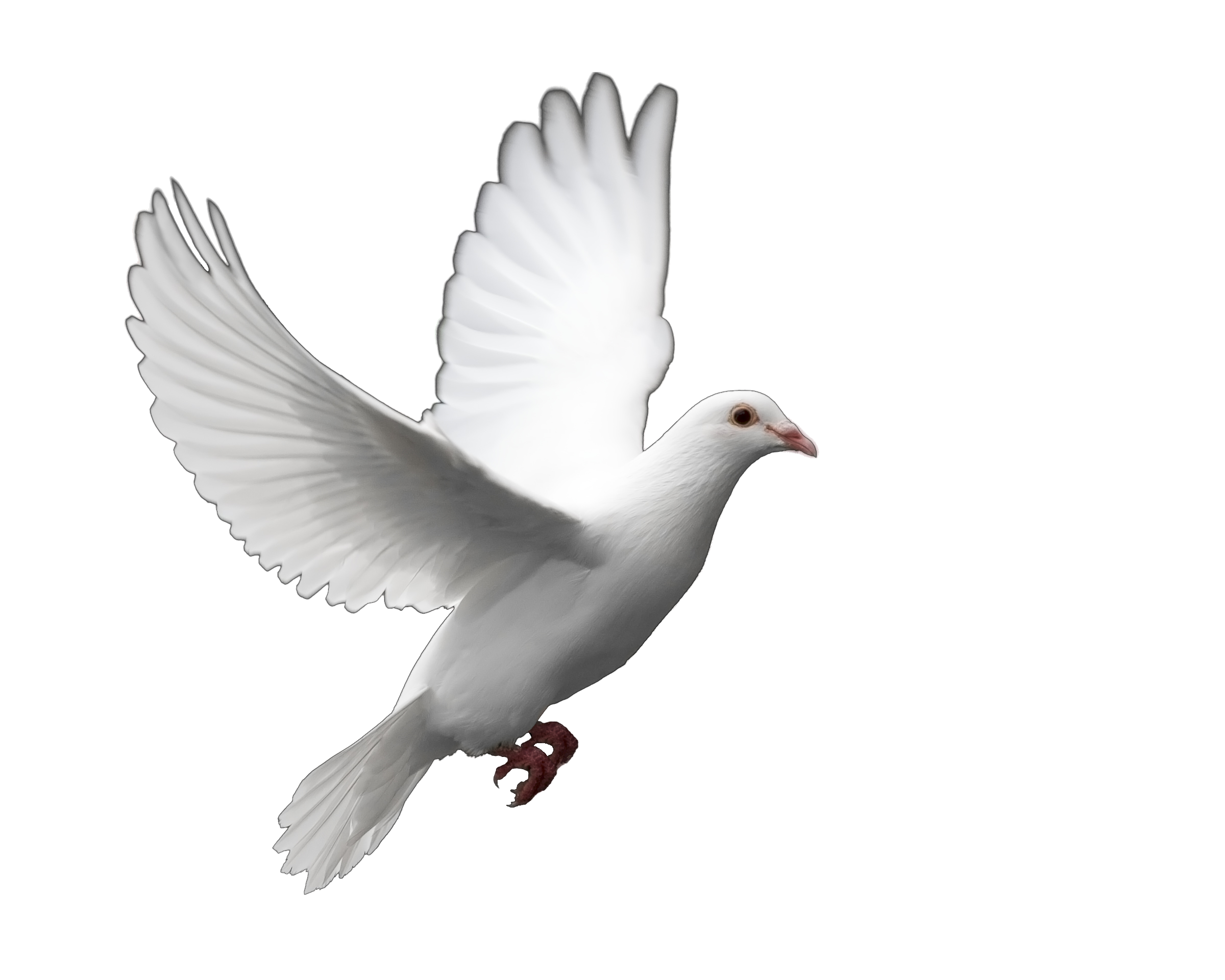 White dove memorial free. Doves clipart cartoon