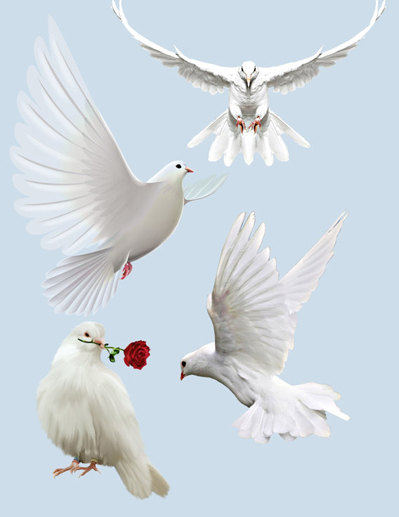 Doves clipart cute. Dove image cutout white